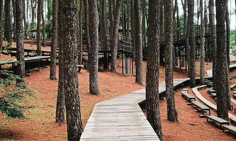 Hutan pinus mangunan, Sumber: pigijo.com