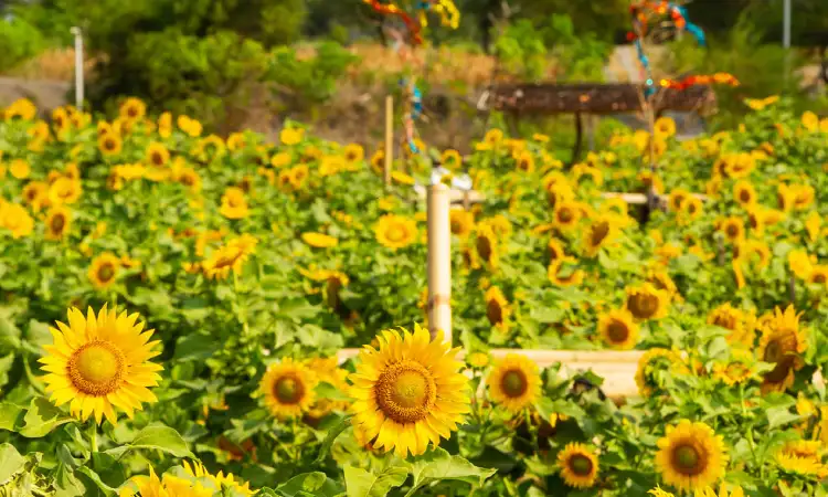 Kebun Bunga Matahari Samas, Sumber: travelinkmagz.com